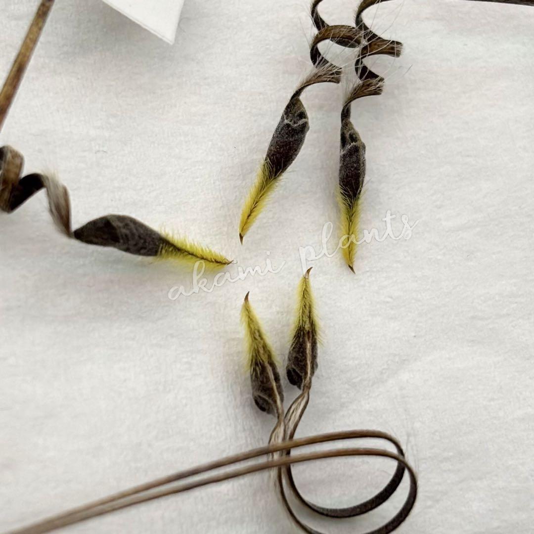 サルコカウロン ペニクリナ 自家採取 種子 5粒