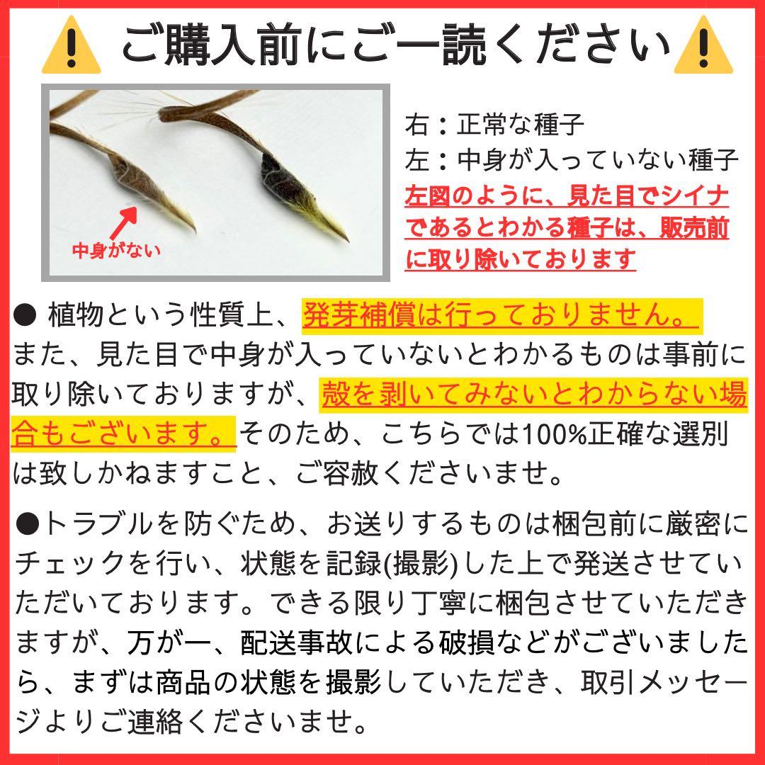 サルコカウロン ペニクリナ 自家採取 種子 5粒