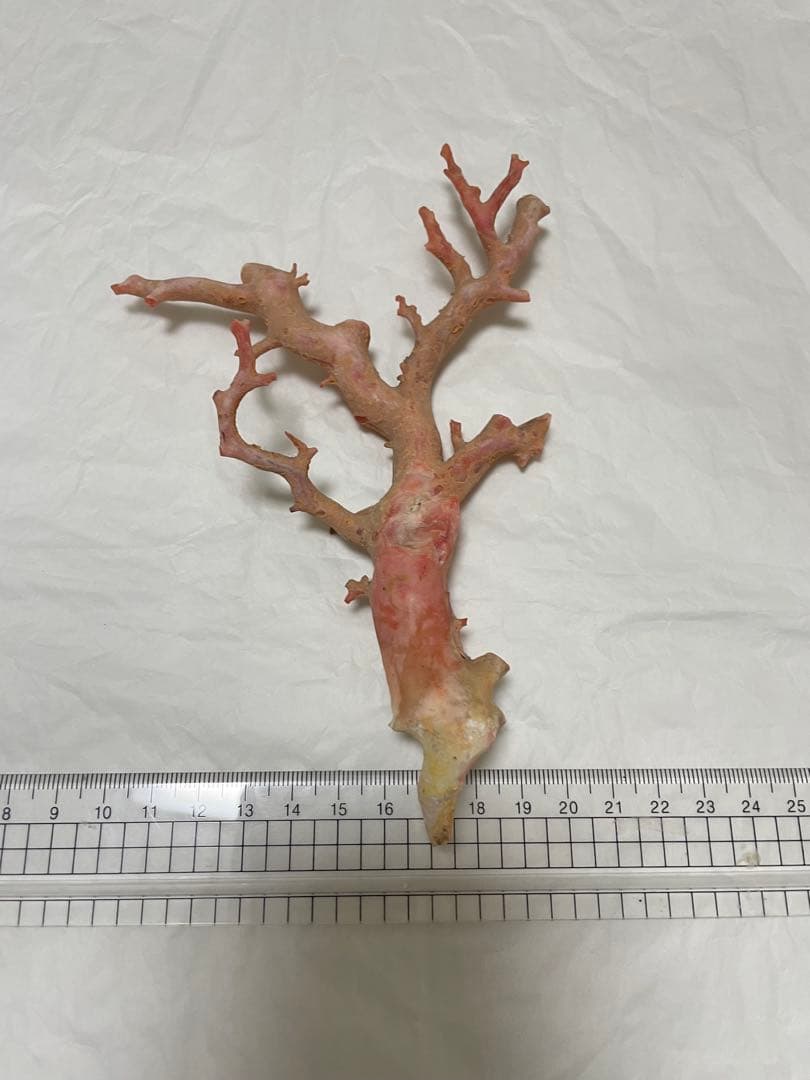 珊瑚サンゴ、本珊瑚原木の置物