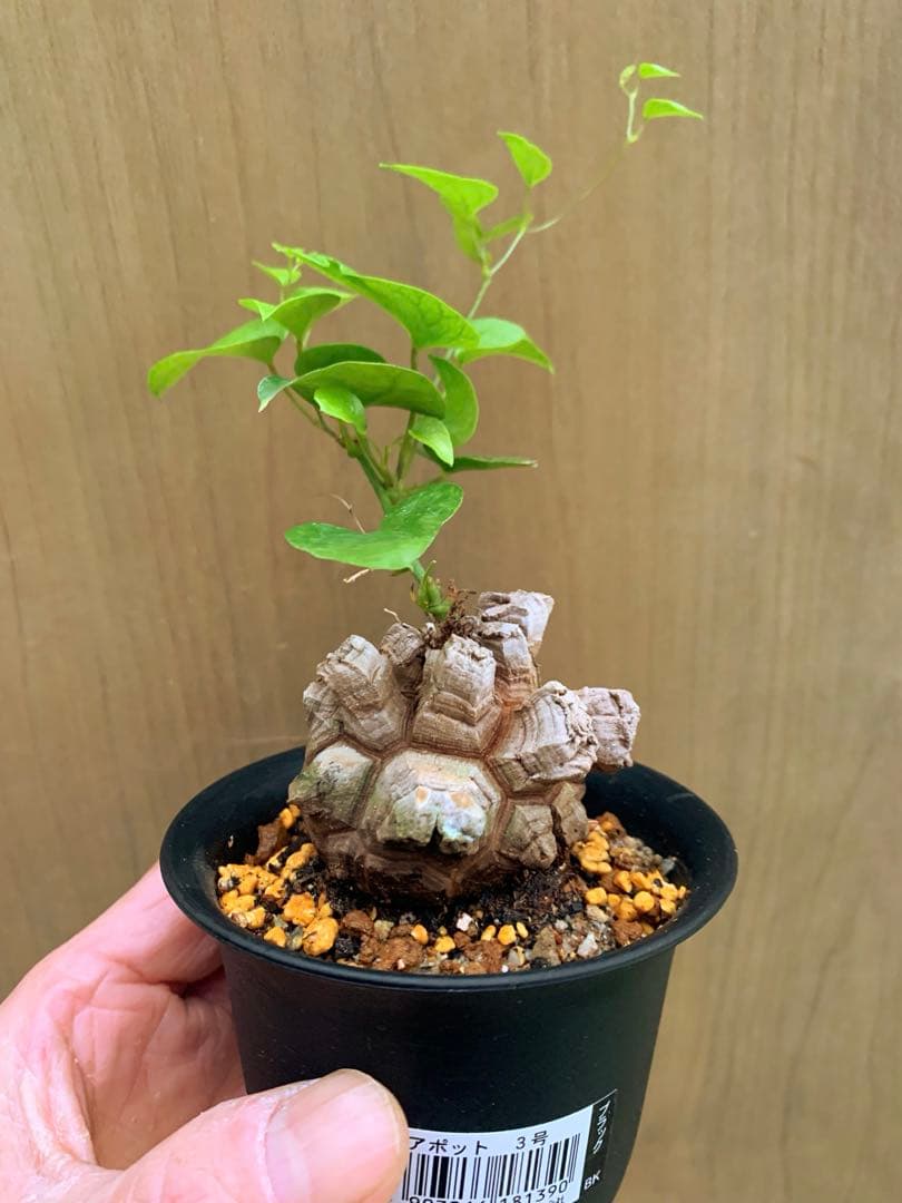 アフリカ亀甲竜　no65