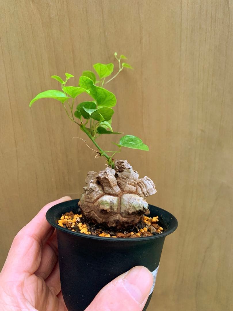 アフリカ亀甲竜　no65