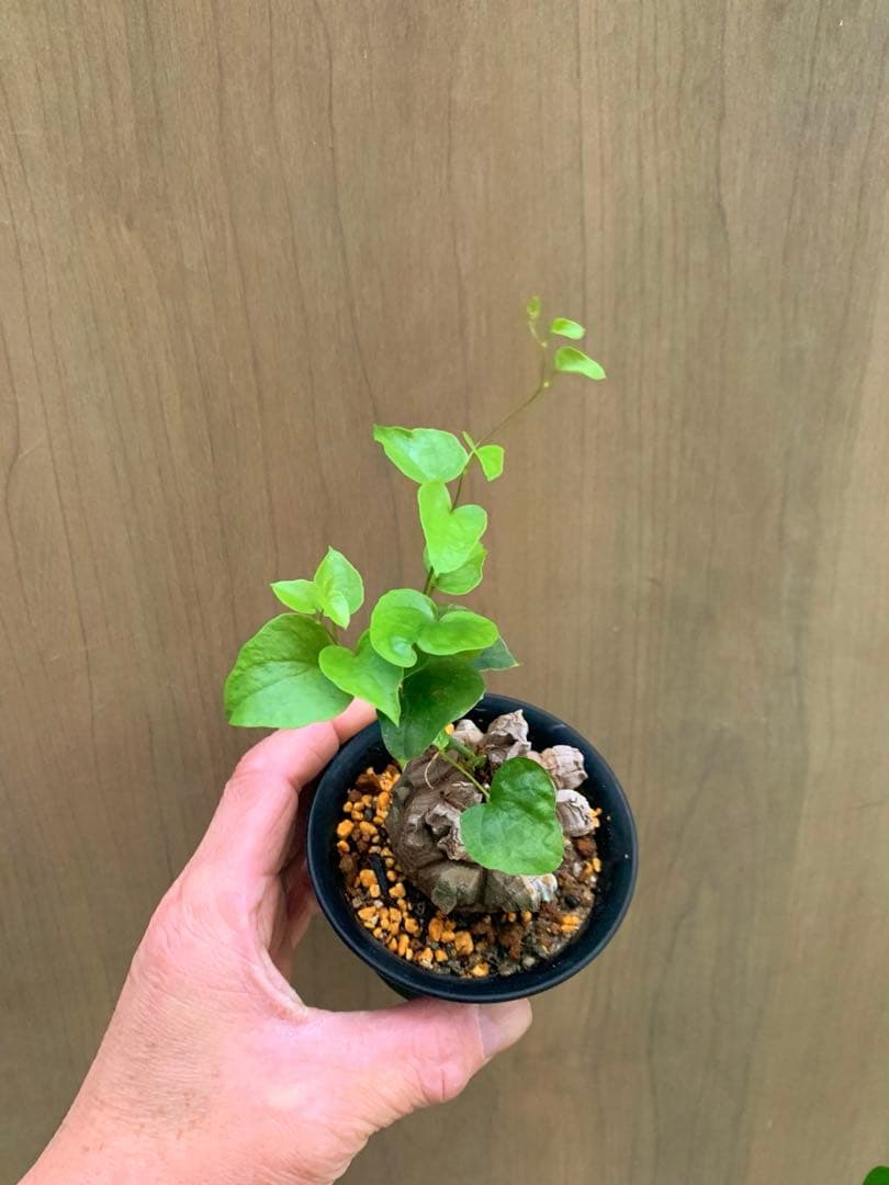 アフリカ亀甲竜　no65