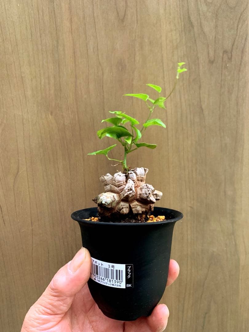 アフリカ亀甲竜　no65