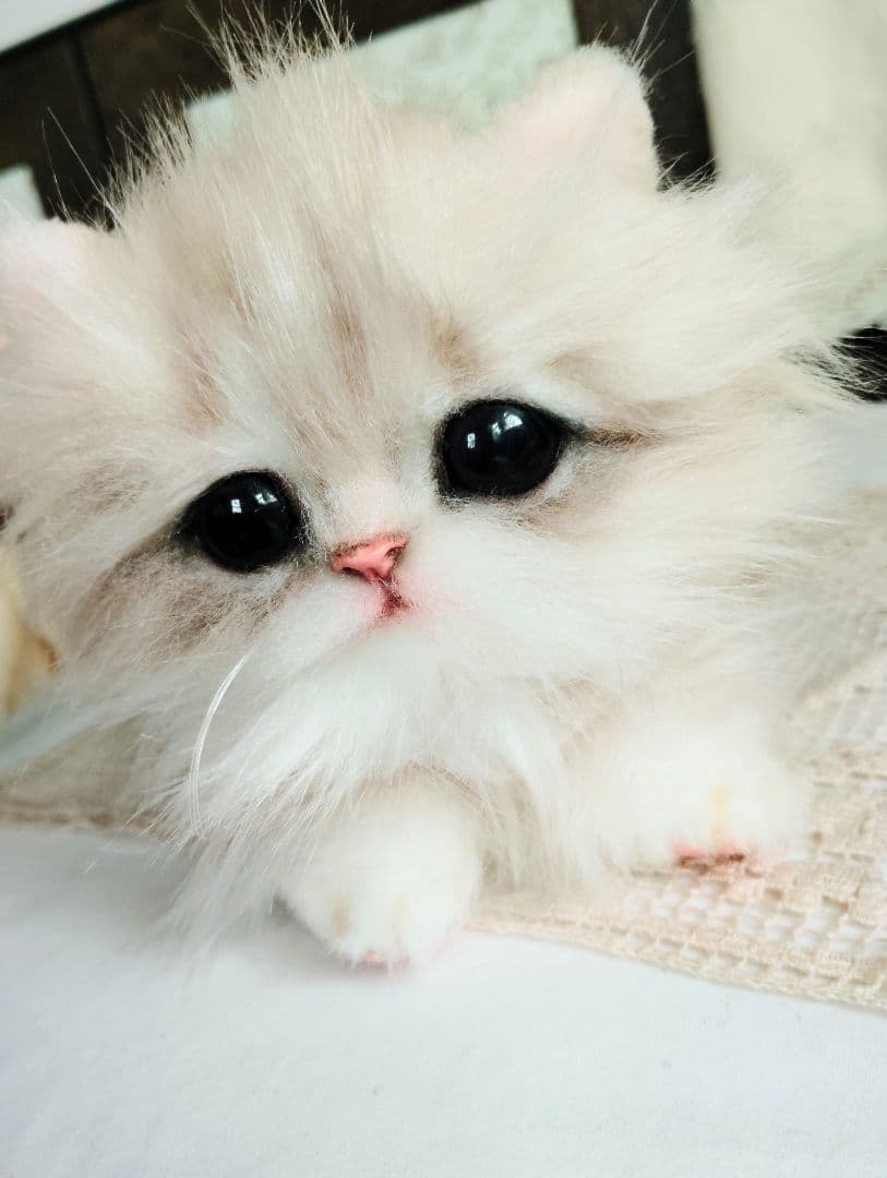 可愛いホイップちゃん♡ミヌエット子猫♡アートドール♡ぬいぐるみ♡