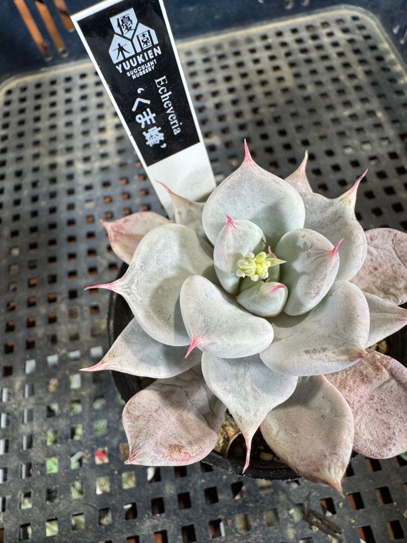 優木園命名株　札付き くま蜂