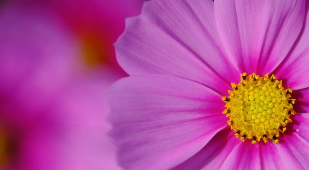 富士フイルム XF60mmF2.4 R Macro マクロレンズ 作例あり