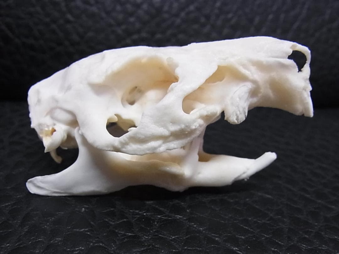 高品質　奇形モルモット （大）頭骨