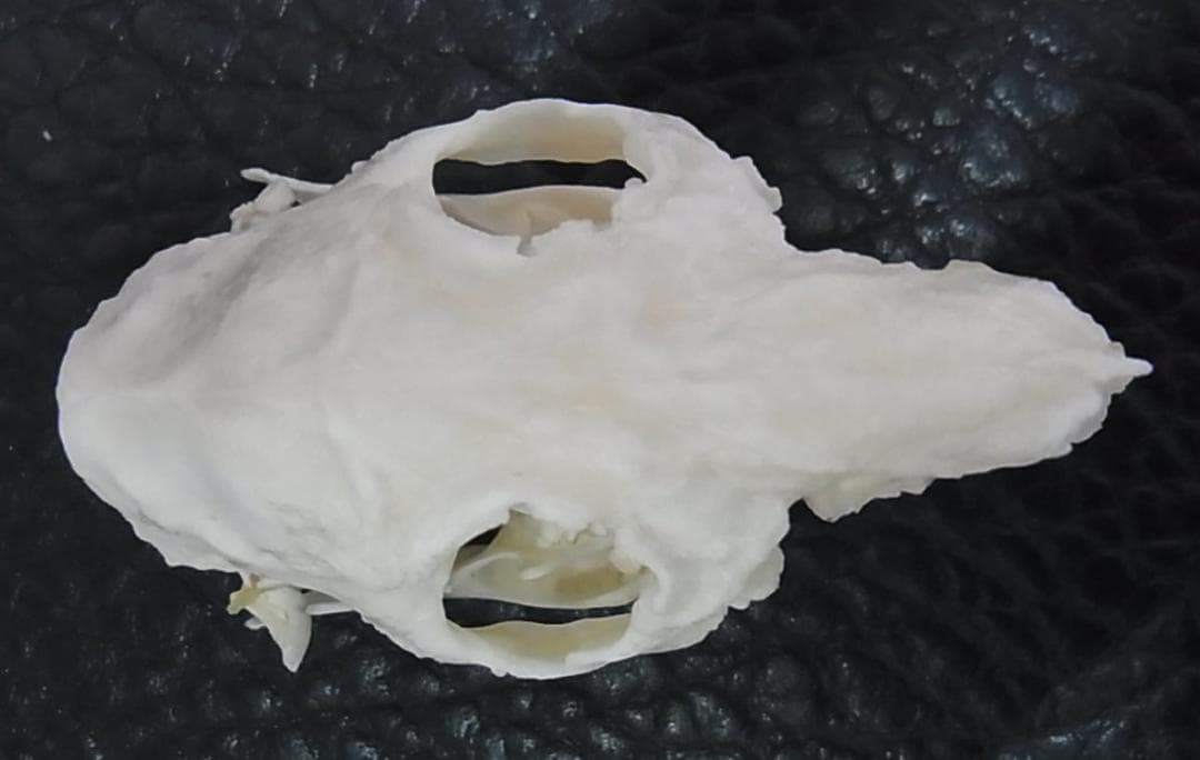 高品質　奇形モルモット （大）頭骨