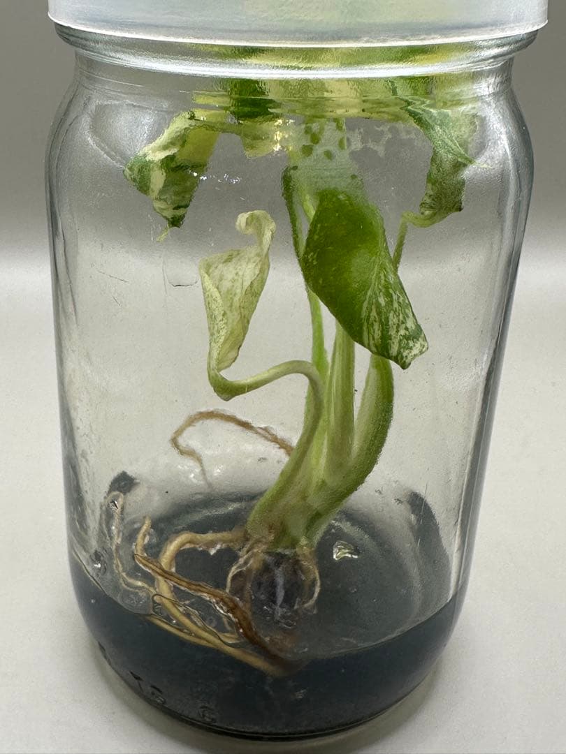 m*i様 ハイクオリティTC株モンステラ　デリシオーサ　ミント