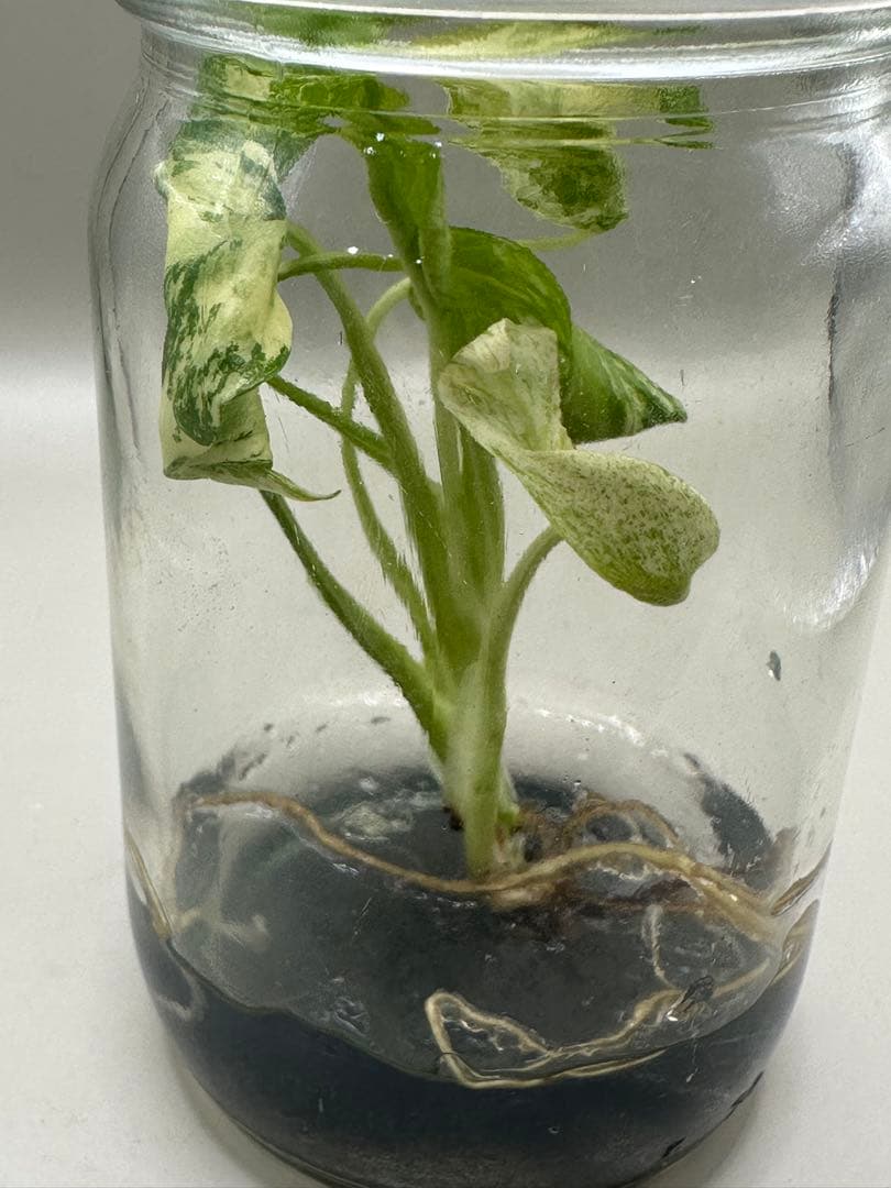 m*i様 ハイクオリティTC株モンステラ　デリシオーサ　ミント