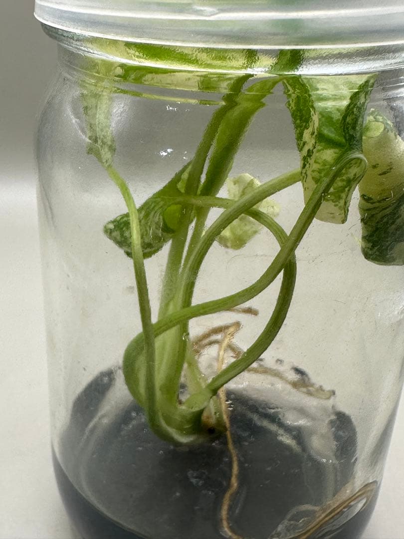 m*i様 ハイクオリティTC株モンステラ　デリシオーサ　ミント