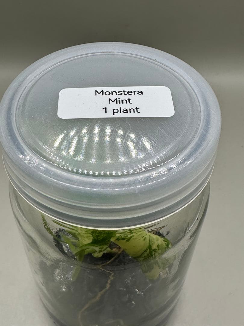 m*i様 ハイクオリティTC株モンステラ　デリシオーサ　ミント