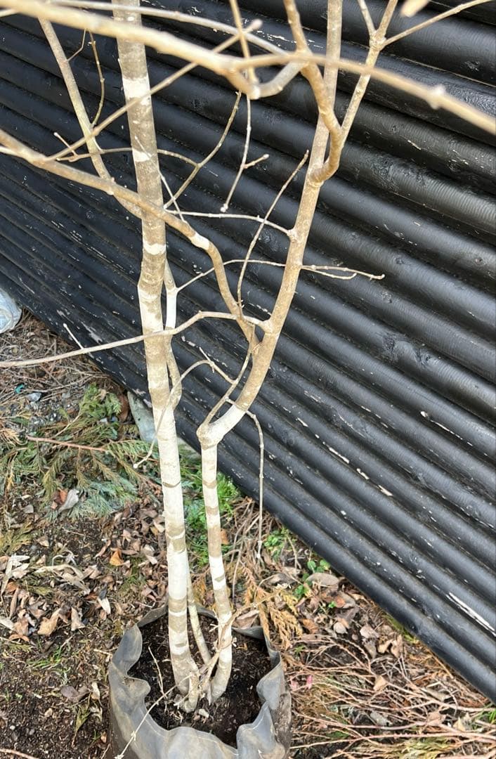 山採り天然　アオダモ　斑紋４本株立ち　5