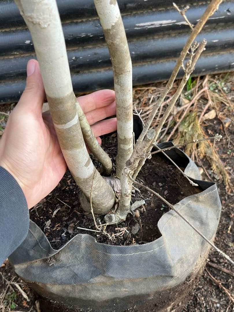 山採り天然　アオダモ　斑紋４本株立ち　5