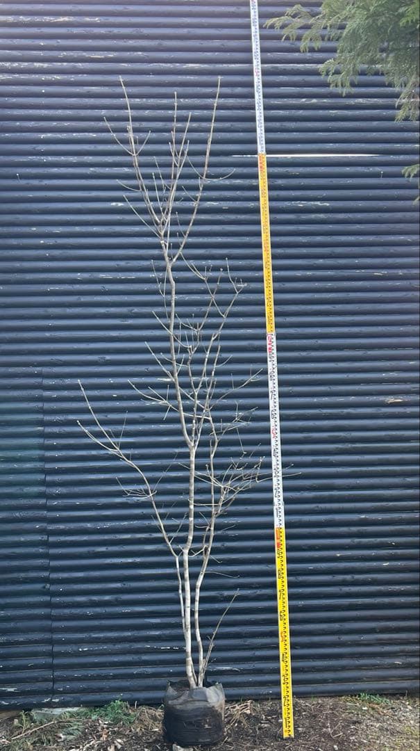 山採り天然　アオダモ　斑紋４本株立ち　5