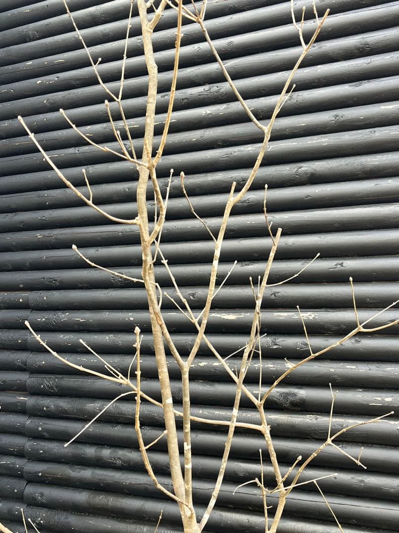 山採り天然　アオダモ　斑紋４本株立ち　5