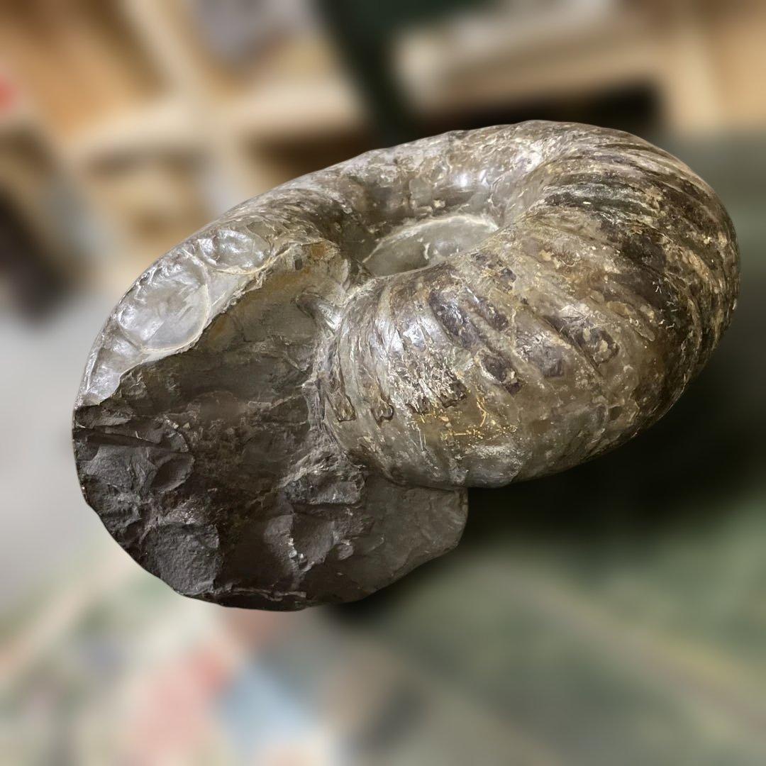 アンモナイト化石 約5.8キロ　北海道産　コレクション　美術品