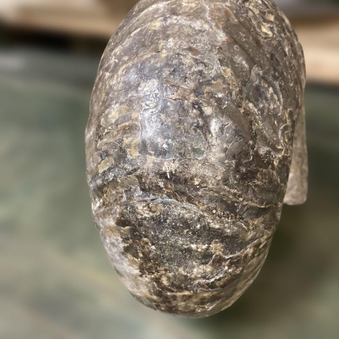 アンモナイト化石 約5.8キロ　北海道産　コレクション　美術品