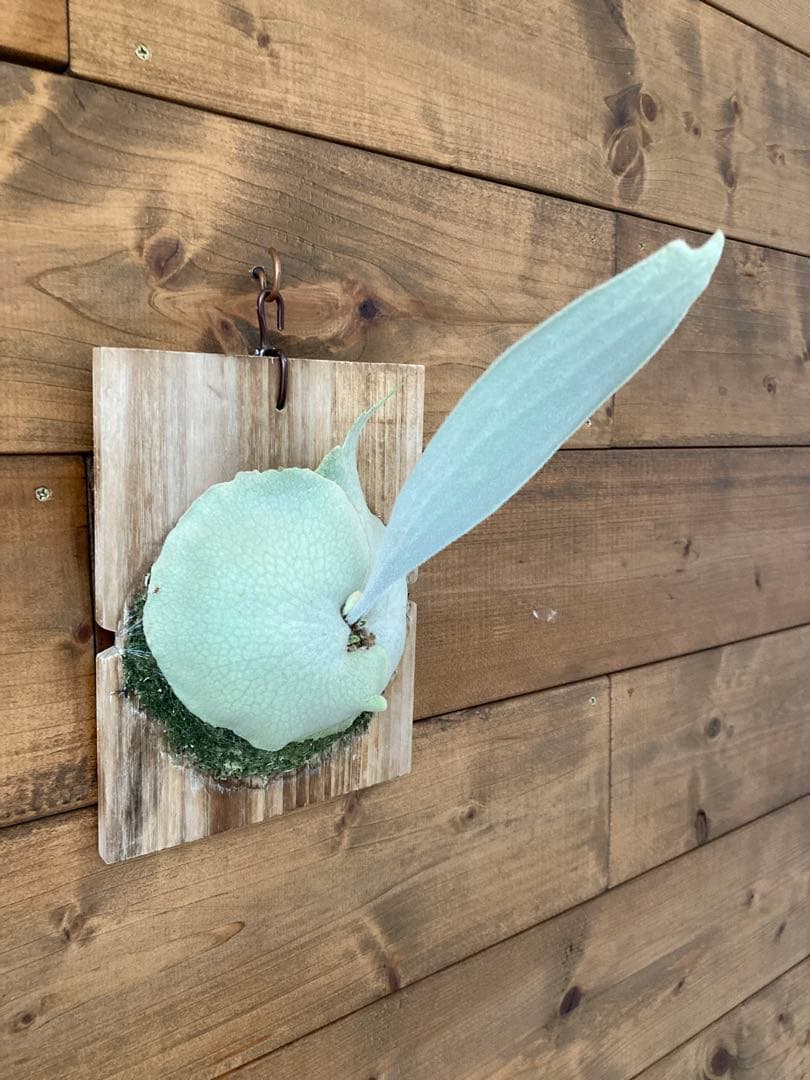 ビカクシダ ベイチーワイルド スポア