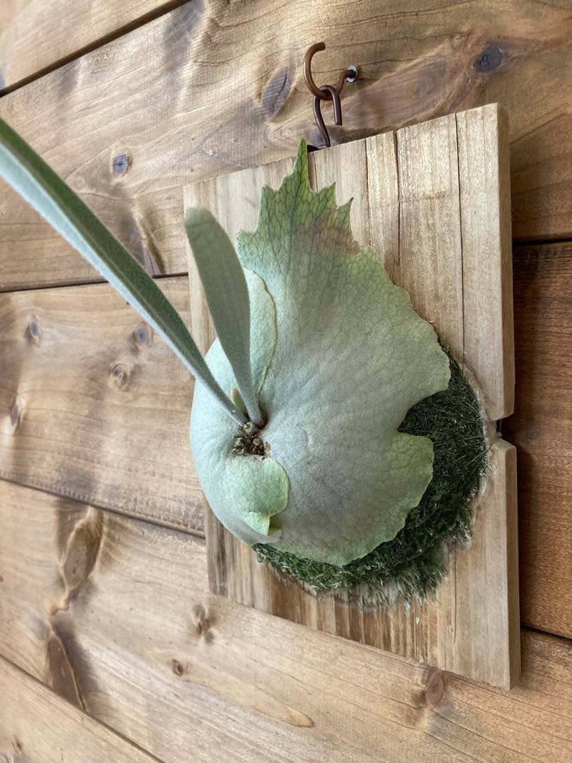 ビカクシダ ベイチーワイルド スポア