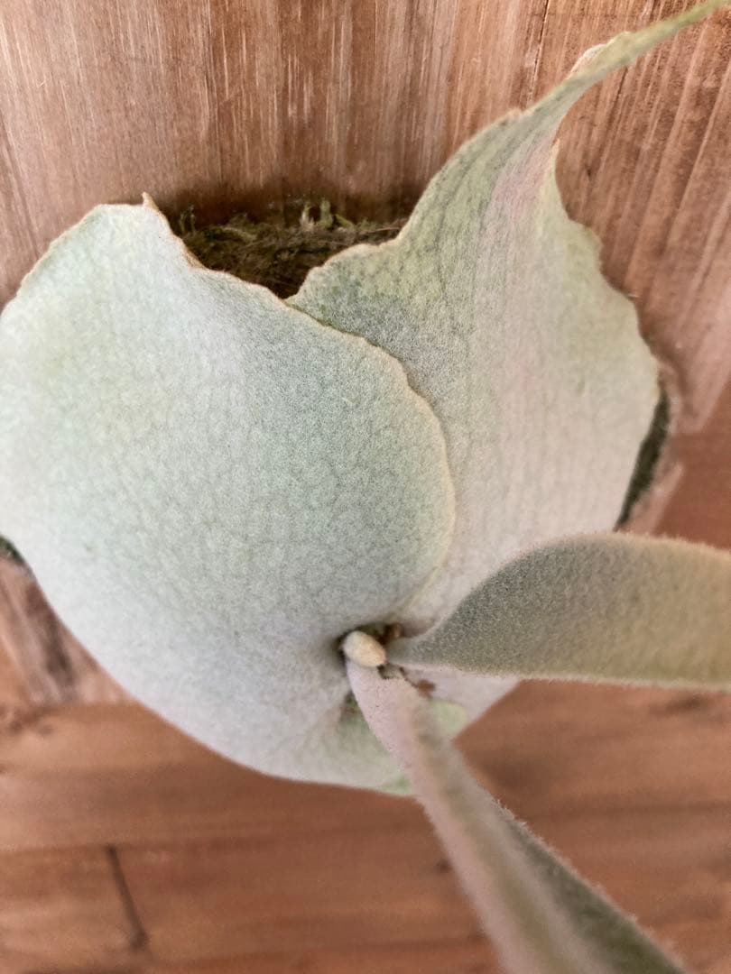 ビカクシダ ベイチーワイルド スポア