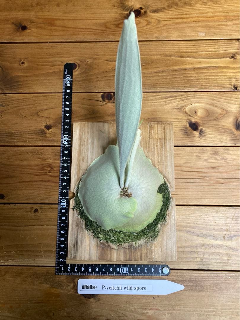 ビカクシダ ベイチーワイルド スポア