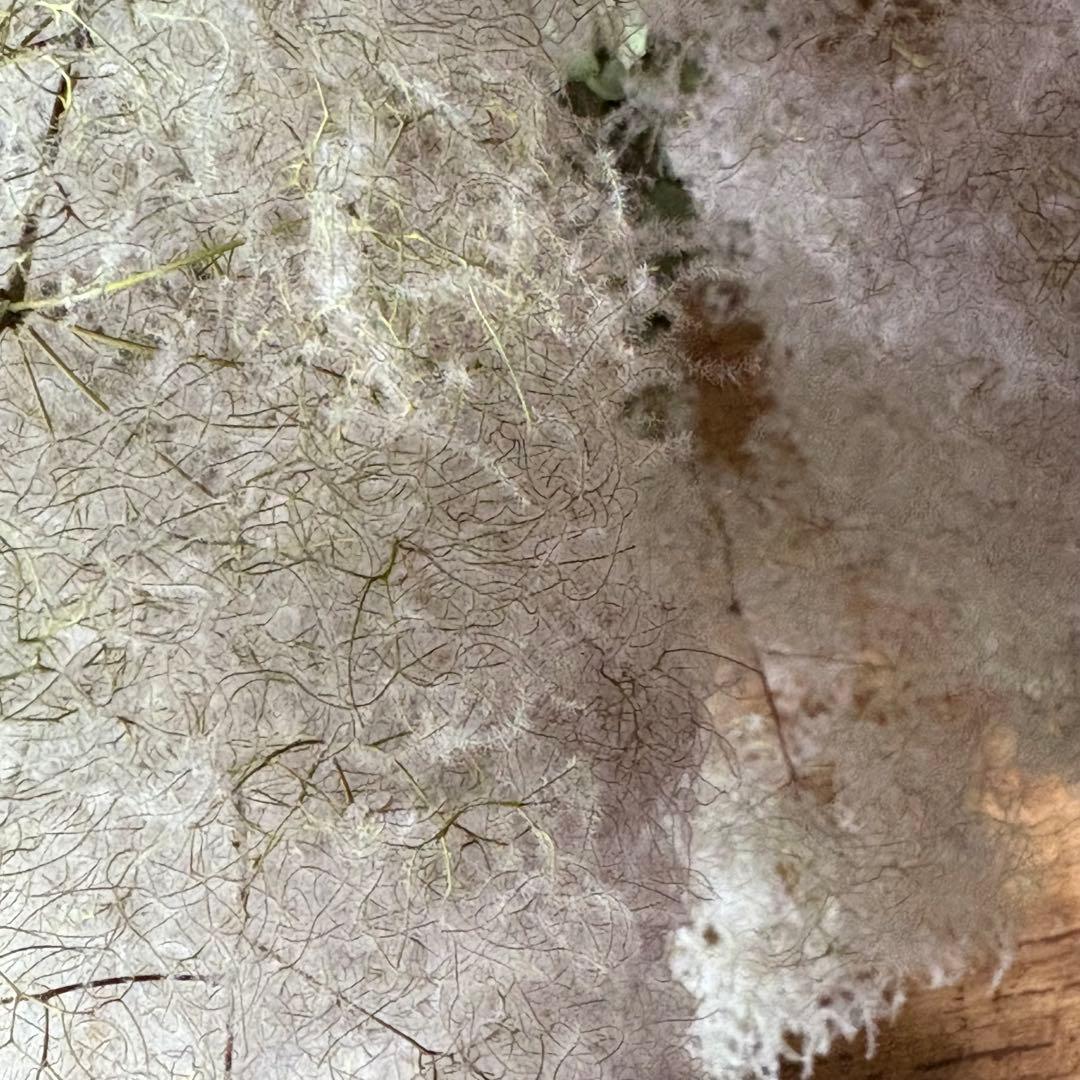 スモークツリー 枝付き ボリューム 55cm【5】＊ ふわふわ ドライフラワー