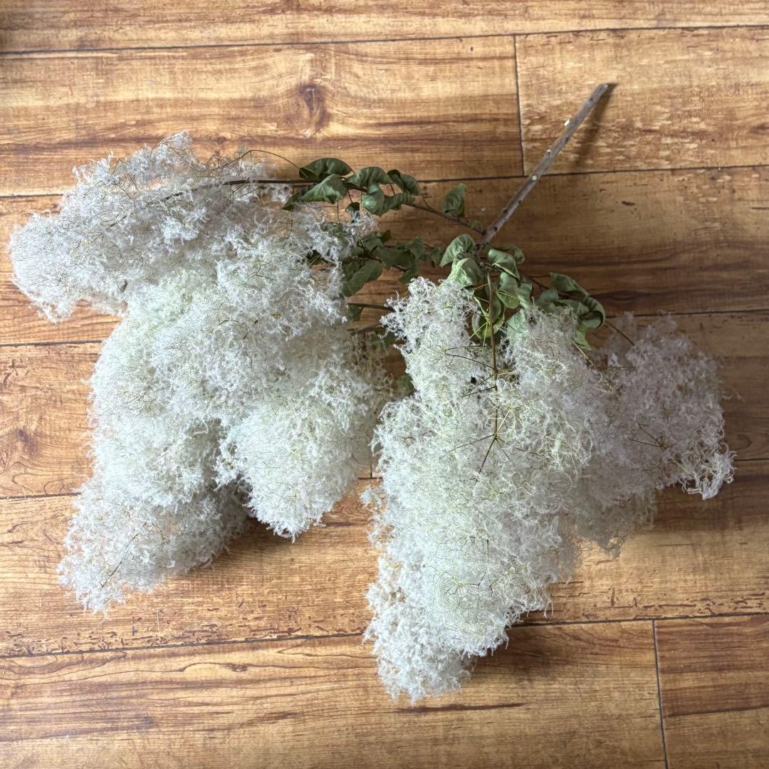 スモークツリー 枝付き ボリューム 55cm【5】＊ ふわふわ ドライフラワー