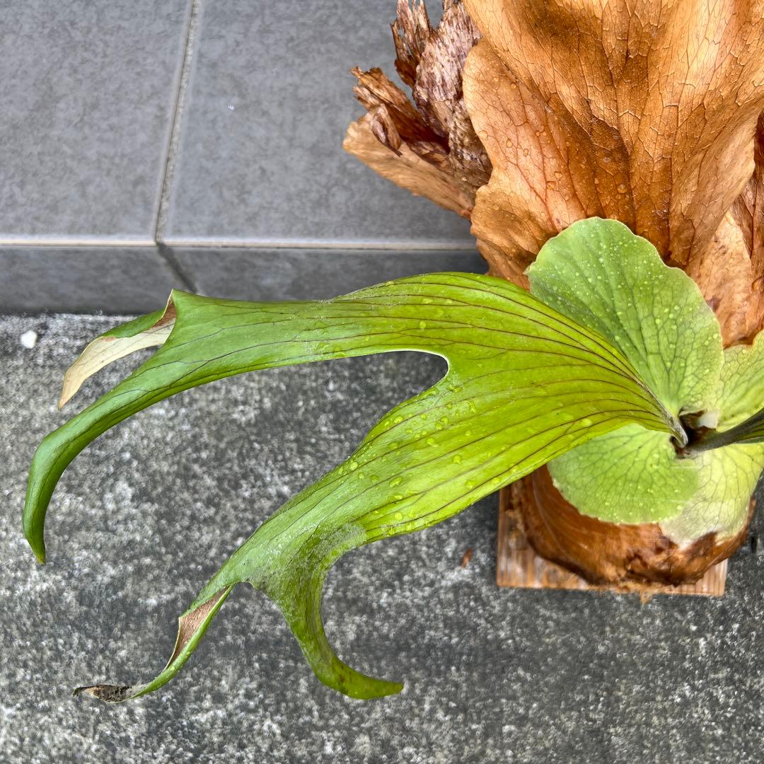 ビカクシダ 大型　木製植え付け