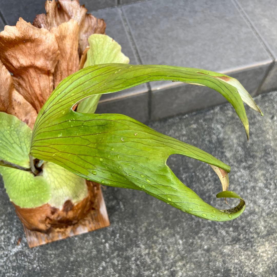 ビカクシダ 大型　木製植え付け