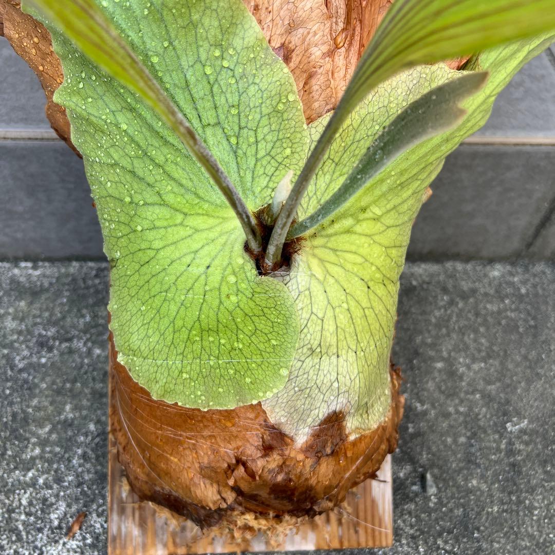 ビカクシダ 大型　木製植え付け