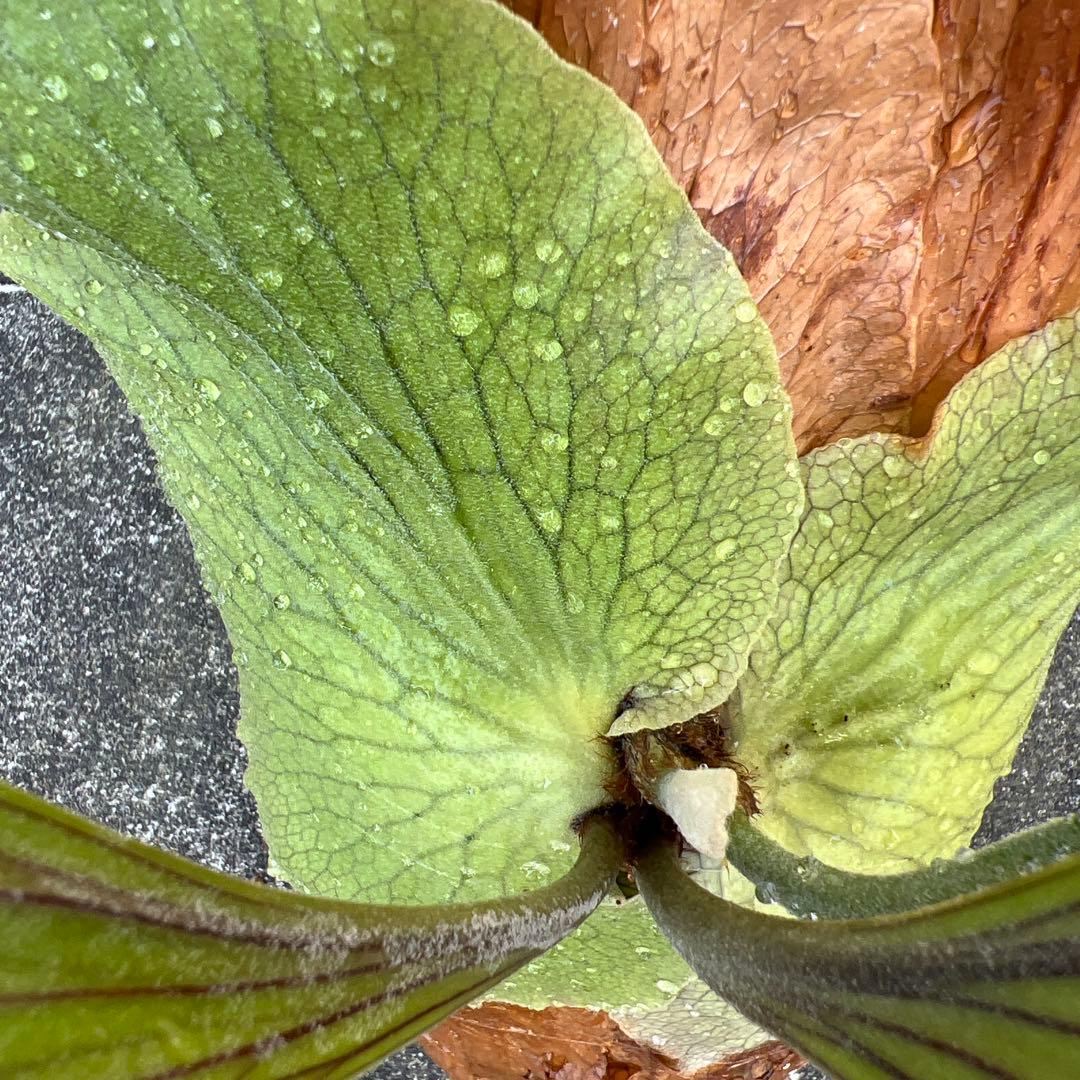 ビカクシダ 大型　木製植え付け