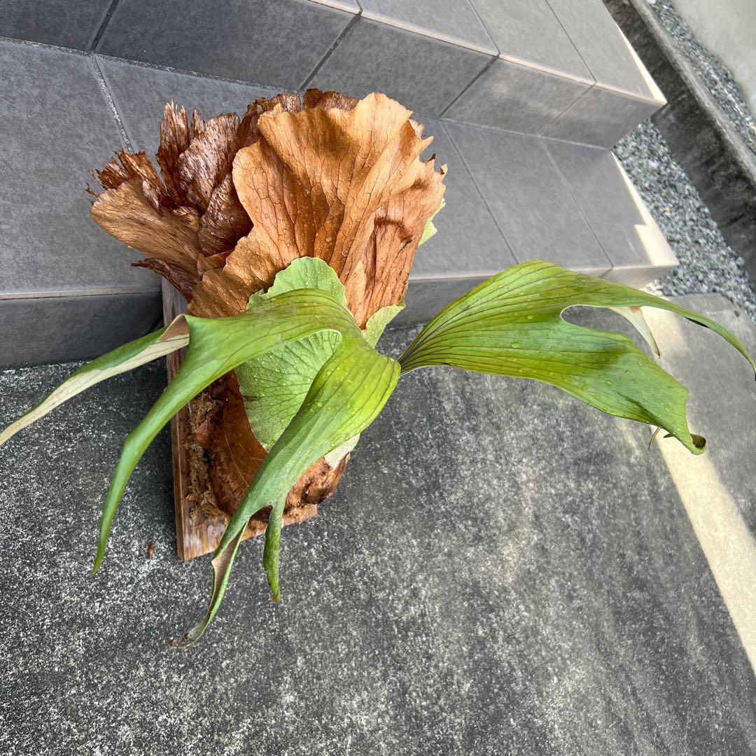 ビカクシダ 大型　木製植え付け