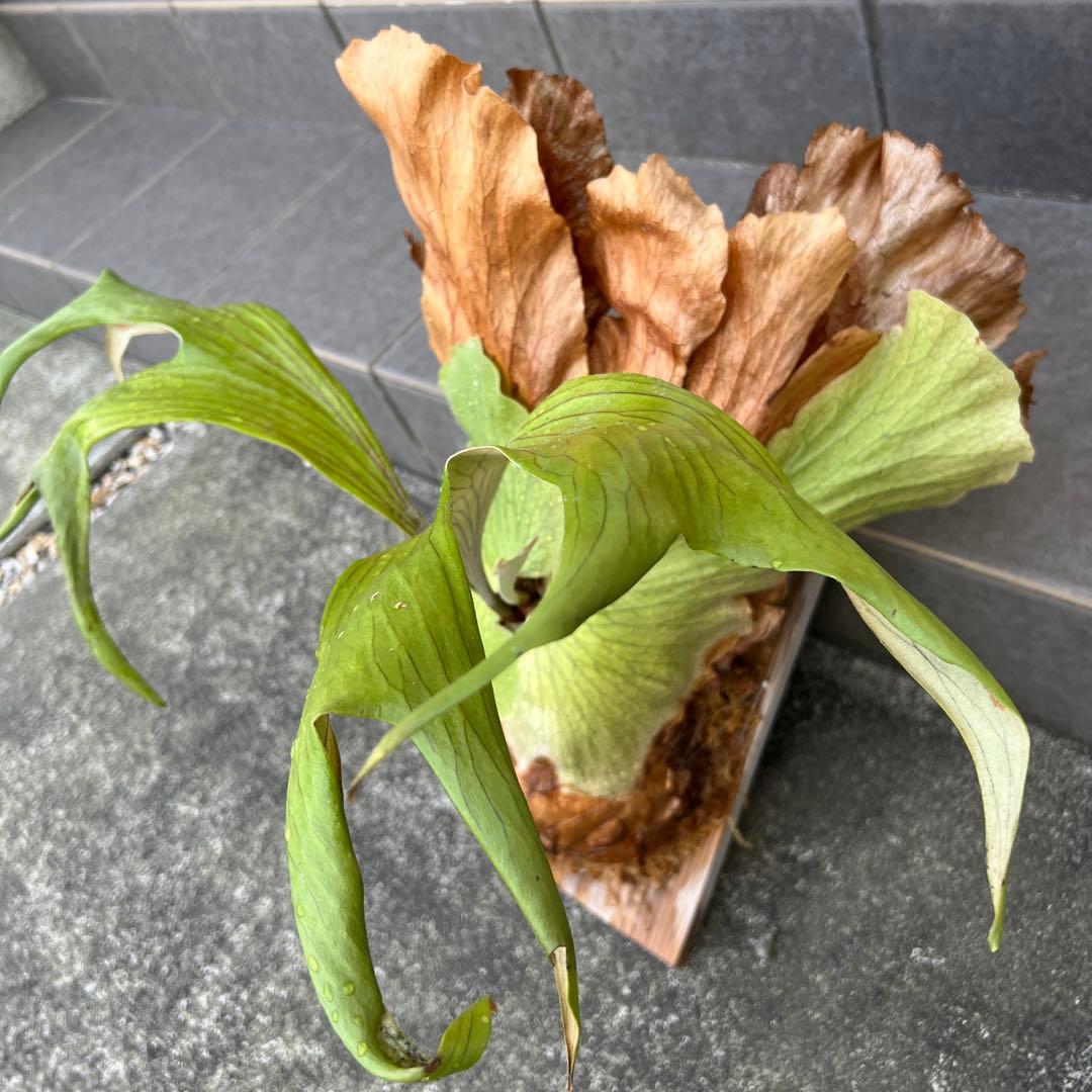 ビカクシダ 大型　木製植え付け