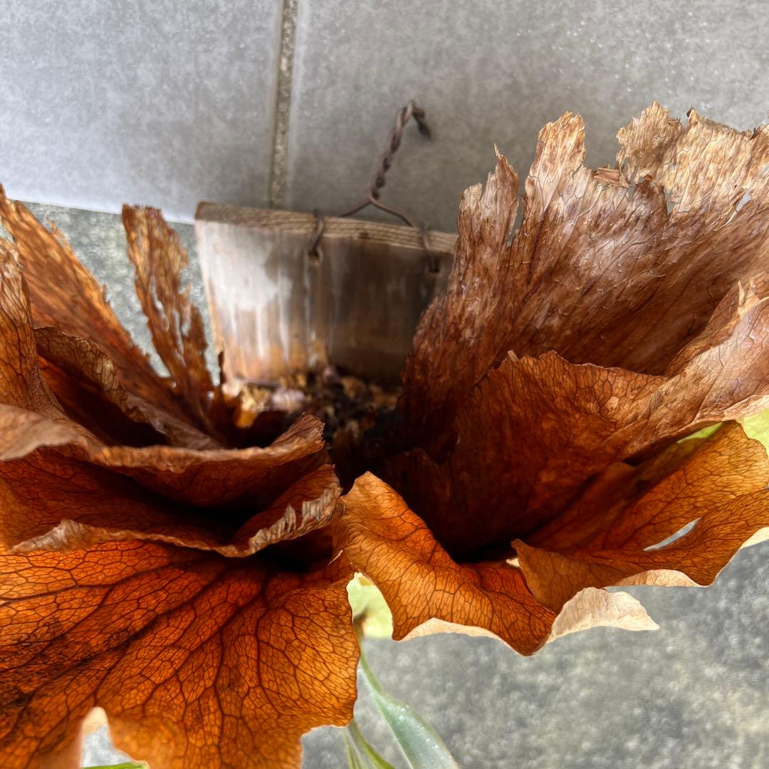 ビカクシダ 大型　木製植え付け