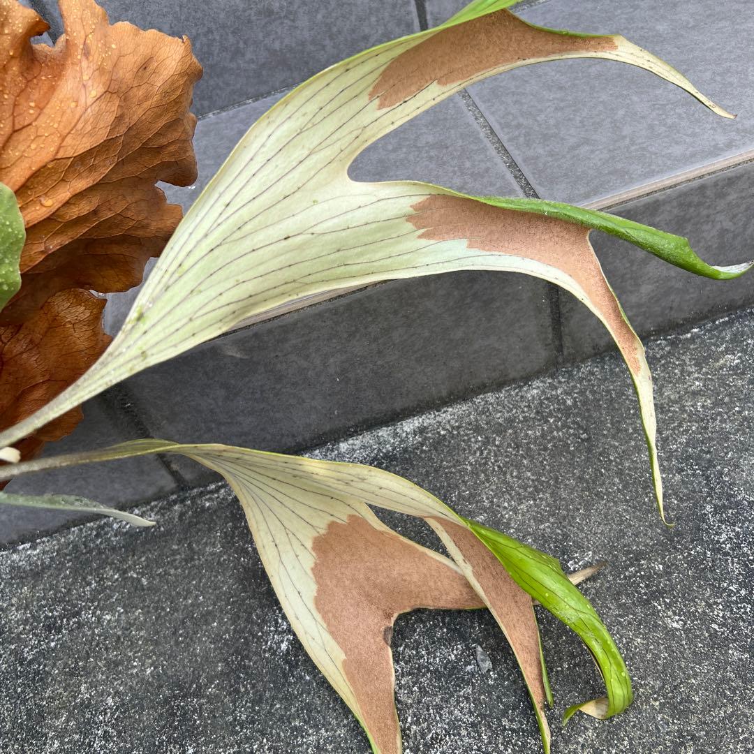 ビカクシダ 大型　木製植え付け