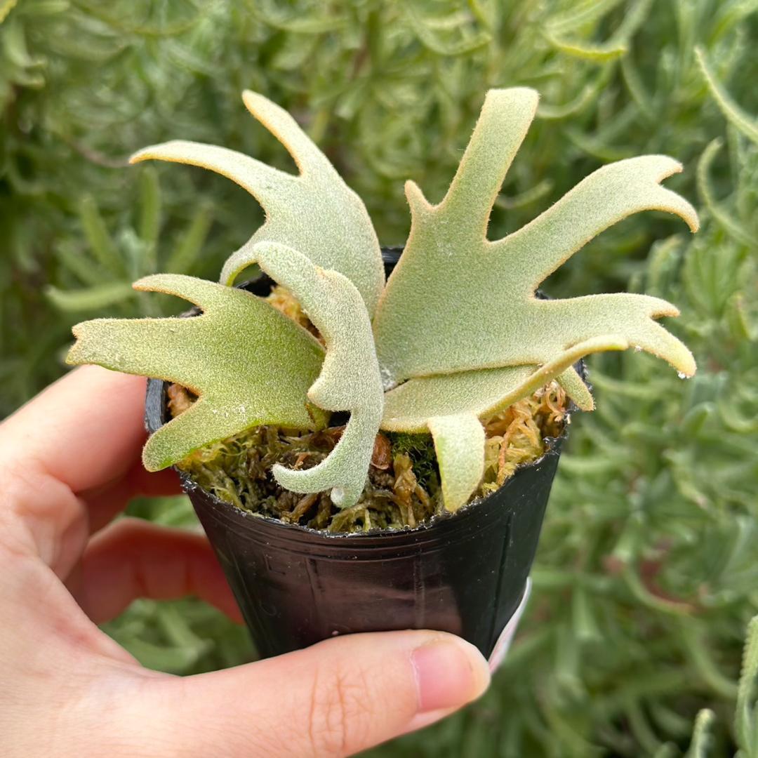 P. willinckii ’Jenny’ TC 211