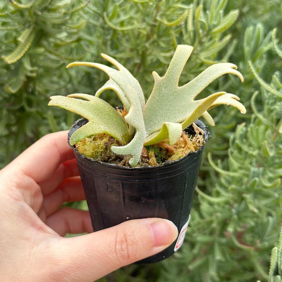 P. willinckii ’Jenny’ TC 211