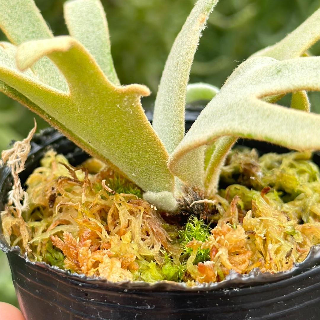 P. willinckii ’Jenny’ TC 211