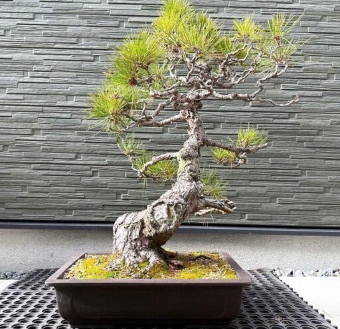 T*h様 黒松 盆栽｜幹味あり｜陶器鉢付き・一点物