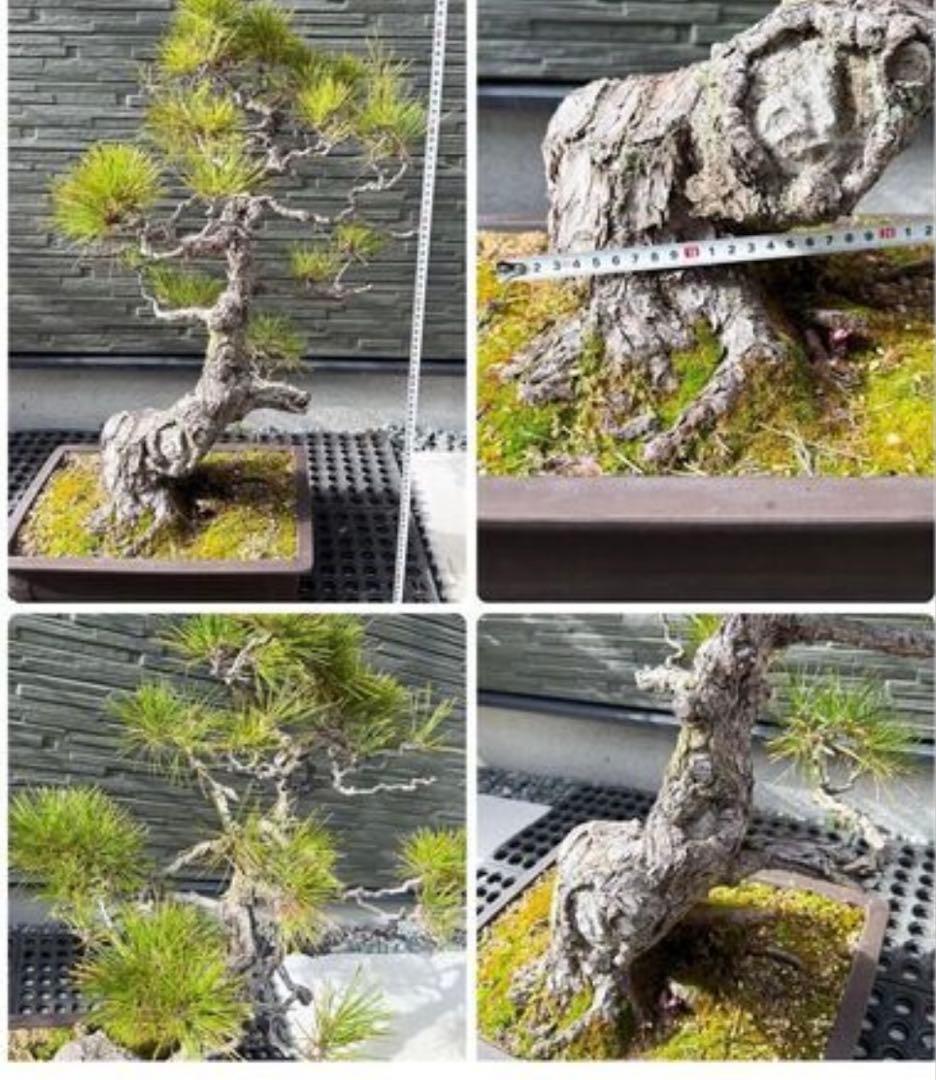 T*h様 黒松 盆栽｜幹味あり｜陶器鉢付き・一点物