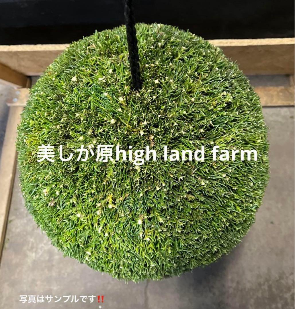 杉玉　約40センチ‼️縁起物　丸くて幸せ　家族円満♪