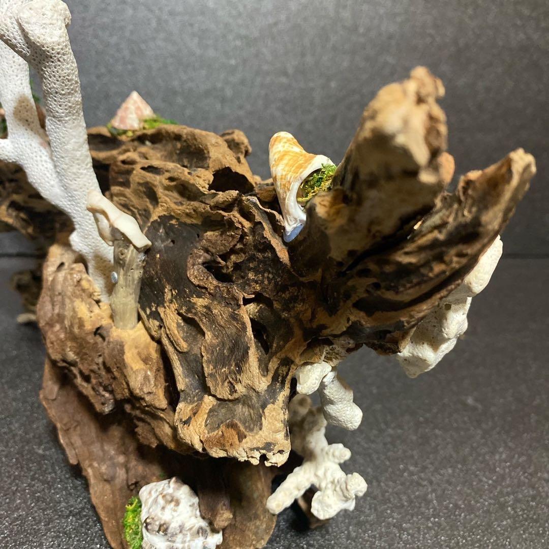 天然流木 オブジェ ⚫︎ 恐竜 アクアリウム インテリア サンゴ 一点もの