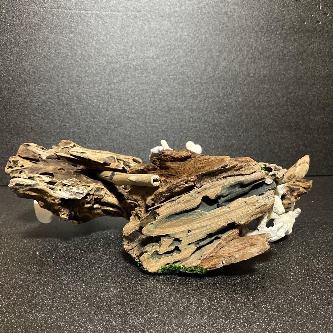天然流木 オブジェ ⚫︎ 恐竜 アクアリウム インテリア サンゴ 一点もの