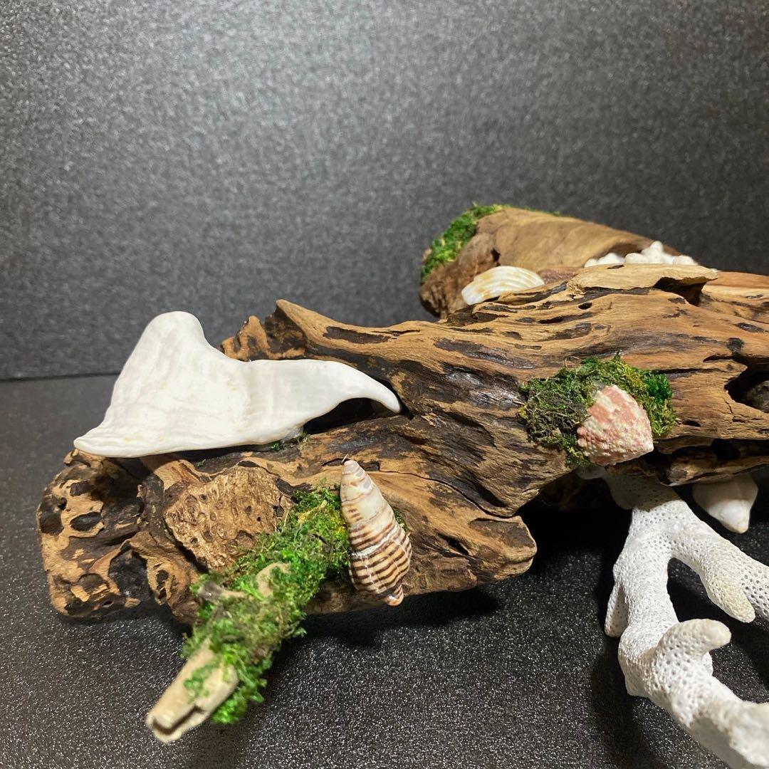 天然流木 オブジェ ⚫︎ 恐竜 アクアリウム インテリア サンゴ 一点もの