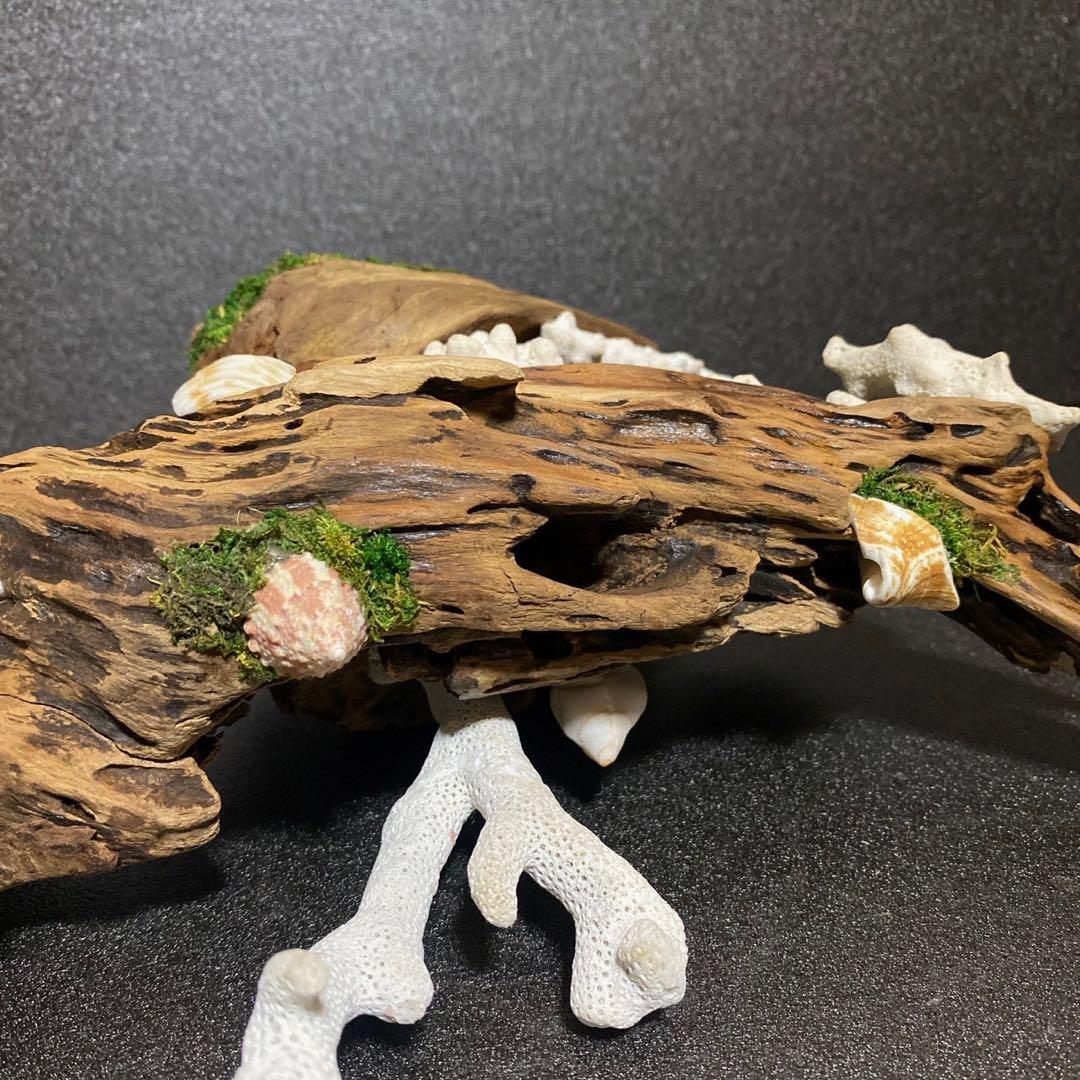 天然流木 オブジェ ⚫︎ 恐竜 アクアリウム インテリア サンゴ 一点もの