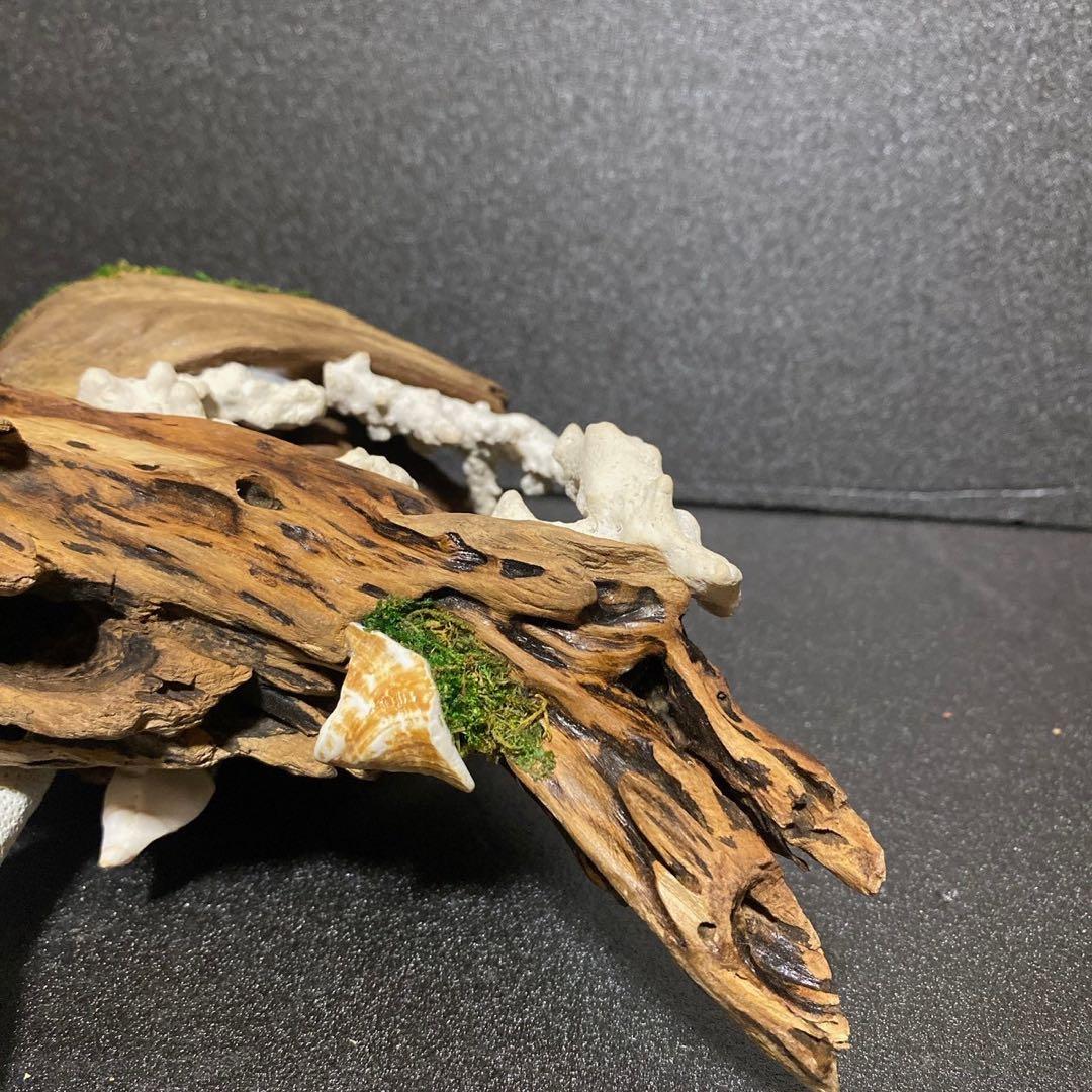 天然流木 オブジェ ⚫︎ 恐竜 アクアリウム インテリア サンゴ 一点もの