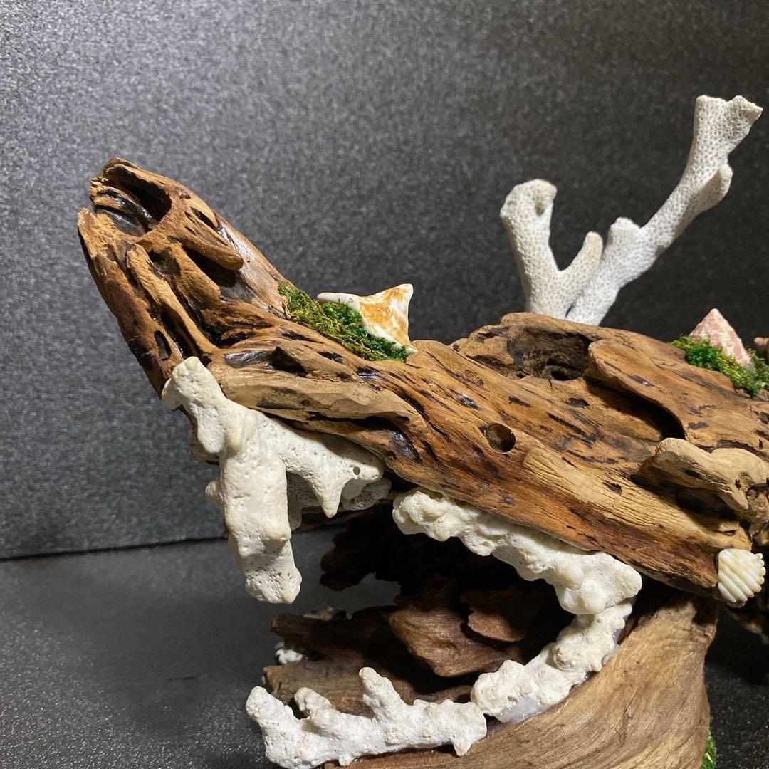 天然流木 オブジェ ⚫︎ 恐竜 アクアリウム インテリア サンゴ 一点もの