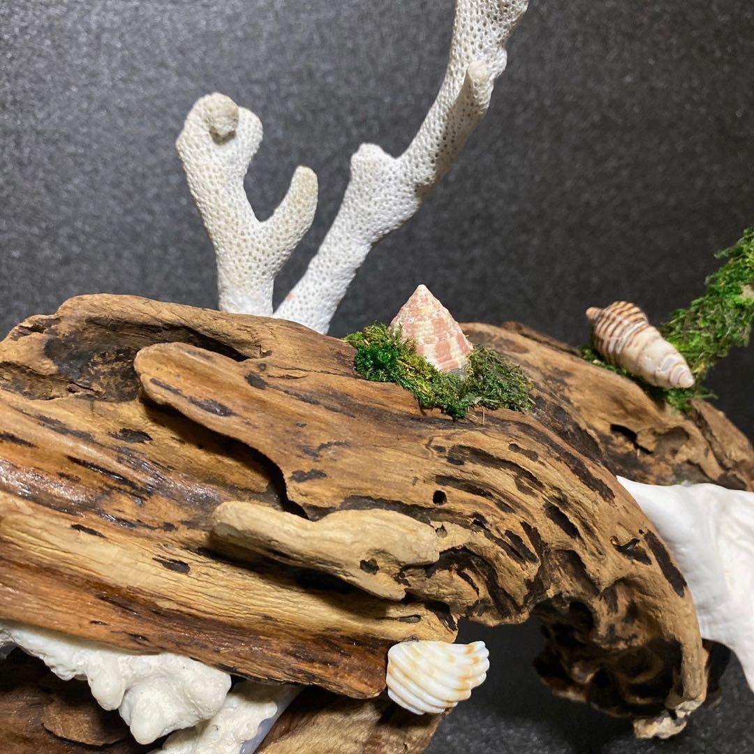 天然流木 オブジェ ⚫︎ 恐竜 アクアリウム インテリア サンゴ 一点もの