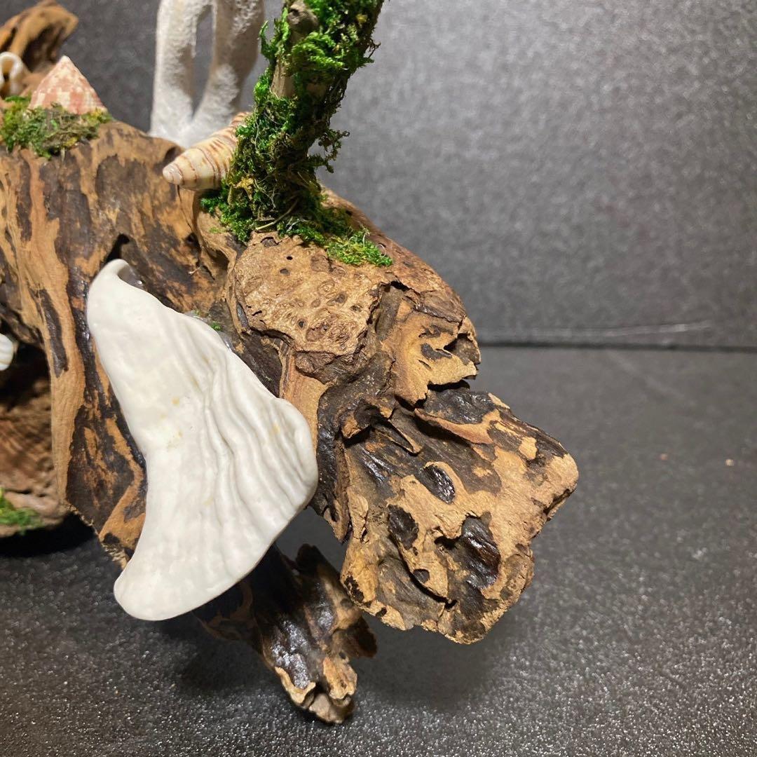 天然流木 オブジェ ⚫︎ 恐竜 アクアリウム インテリア サンゴ 一点もの